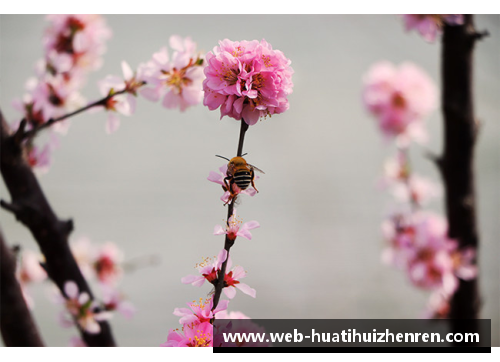 蝶恋花香，蜂采蜜意——探寻繁花似锦的多情季节